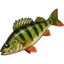 Green Perch